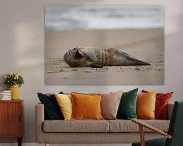 Gapende zeehond liggend op het strand van Rob Rollenberg