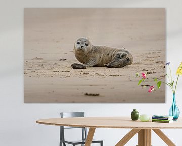 Seal was surprised to see me by Rob Rollenberg