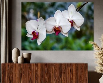Weiße Orchideen mit lila Herz im Fruehling von resuimages