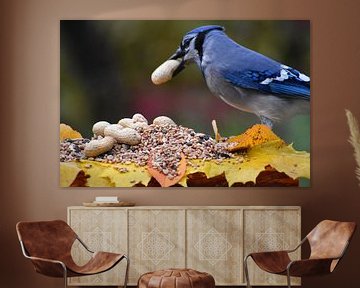 A blue jay at the garden feeder by Claude Laprise