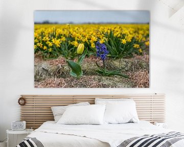 Noordwijk - Tulip and hyacinth in front of a field of daffodils (0106) by Reezyard