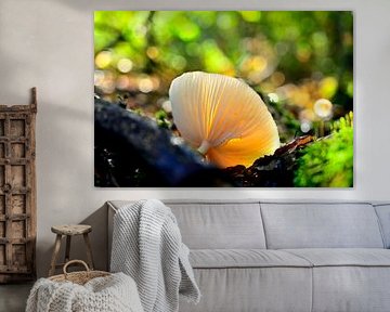 Champignon Heumensoord, 2022