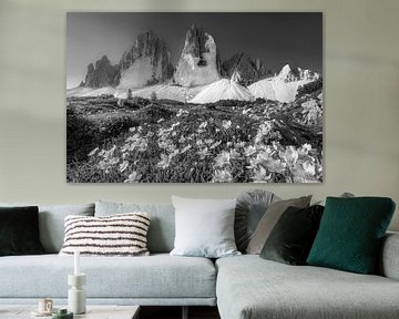 Alpenblumen am Fusse der drei Zinnen in den Dolomiten in schwarzweiß von Manfred Voss, Schwarz-weiss Fotografie