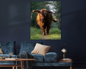 Scottish highlander bull by Roy Kreeftenberg