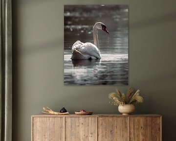 Swan on the water by Roy Kreeftenberg