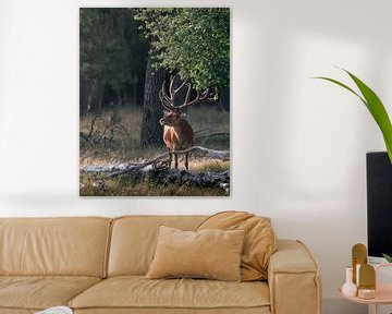 Red deer with large antlers in sunlight by Roy Kreeftenberg