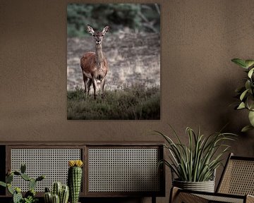 Portrait de biche sur Roy Kreeftenberg