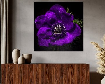 Purple anemone by Inkhere Art