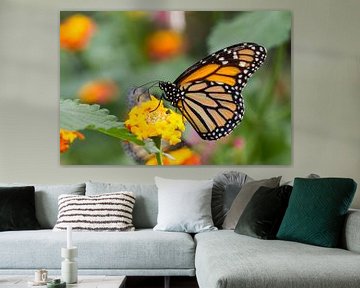 Monarchvlinder (Danaus Plexippus) van Ingmar de Vegte