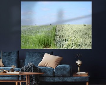 Der blaue Flachs auf den grünen Feldern von Britt Vanwinckel