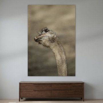 The sky is the Limit 