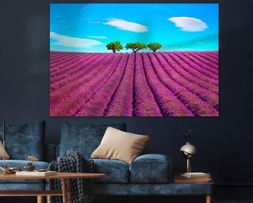 Lavendel en drie bomen. Provence, Frankrijk van Stefano Orazzini