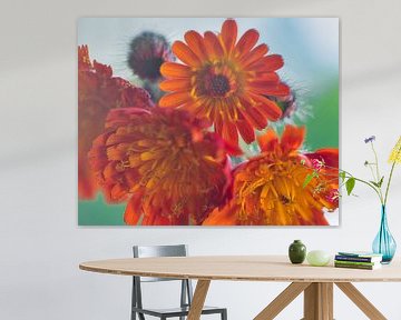 L'épervière, une fleur rouge orangé très colorée sur Jolanda de Jong-Jansen