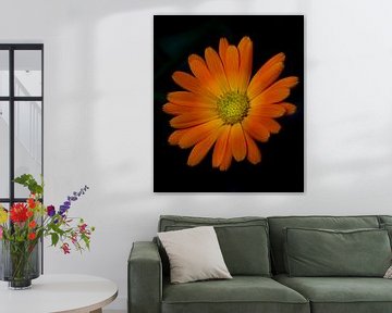 Oranje bloem van Onno van Kuik