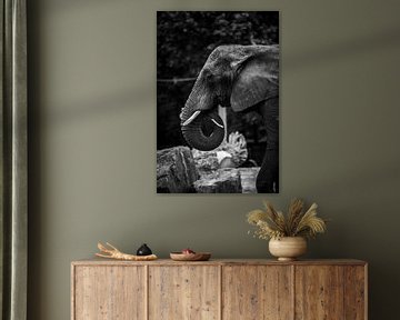 Stille Schönheit: Der Moment des Elefanten von Emily Parry