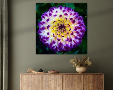 paars bloeiende dahlia van Dieter Walther