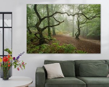 Des arbres fantaisistes dans un paysage forestier enchanteur et mystérieux sur Moetwil en van Dijk - Fotografie