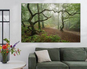 Grillige bomen in een betoverend en mysterieus boslandschap