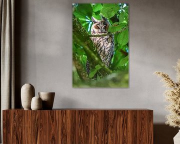 Long-eared owl in and chestnut tree/ Long-eared owl in a chestnut tree by Henk de Boer