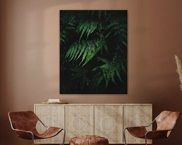 Fern close up