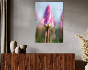 Large pink tulip by Esther de Cuijper