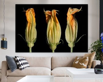 Gele gloeiende courgettebloemen