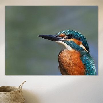 Si beau, le martin-pêcheur... sur Marjon Woudboer