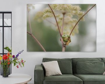 Tree frog on common hogweed by Ans Bastiaanssen