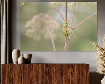 Tree frog on common hogweed by Ans Bastiaanssen