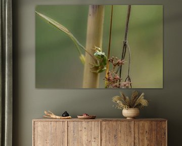 Tree frog hangs around by Ans Bastiaanssen