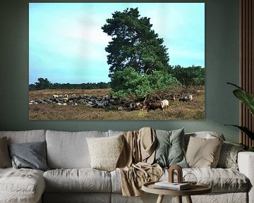 Sheep on the heath