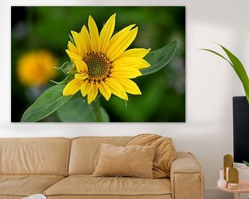 Sunflowers by Anne Seltmann