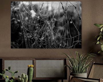 spinnenweb van Teun Huisman
