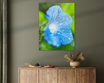 Blauwe Morning Glory bedekt met regendruppels van Iris Holzer Richardson