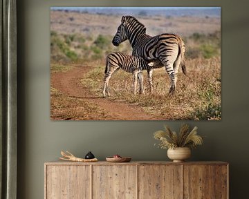 Zebra foal drinks with zebra mare by Annelies69