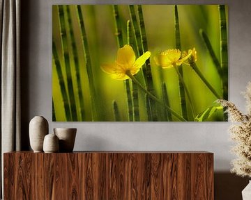 Dromerige boterbloemen