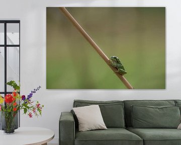 Tree frog sits on a common hogweed by Ans Bastiaanssen