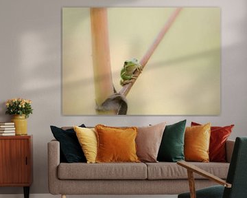 Tree frog in focus by Ans Bastiaanssen