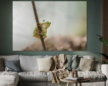 Tree frog, nature's acrobat by Ans Bastiaanssen