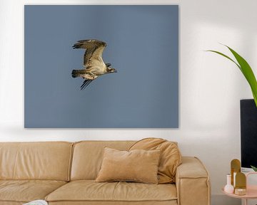 Osprey with prey flying in the sky by JorDieFotografie