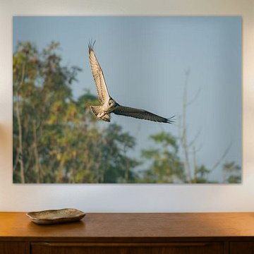 Fischadler im vollen Flug