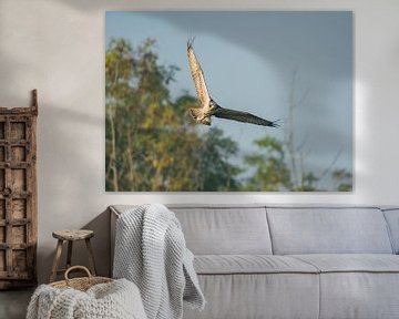 Osprey in full flight by JorDieFotografie