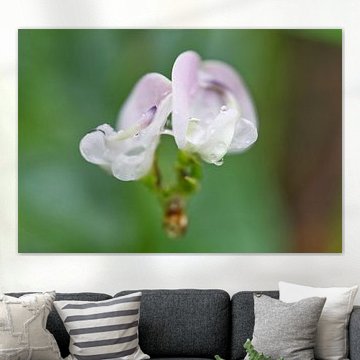 Paarse wilde bonen bloemen met regendruppels