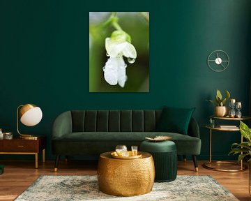 Witte bonenbloem met regendruppels II van Iris Holzer Richardson
