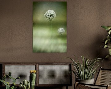 White flowering Allium by Ellen Driesse