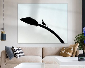Silhouet van een spitskuifduif in Australië van Esmay Vermeulen