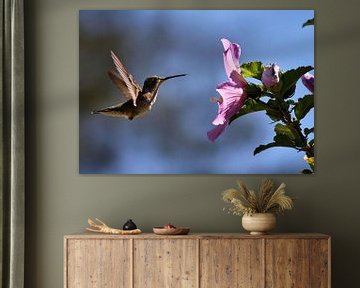 Kolibrie van vmb switzerland