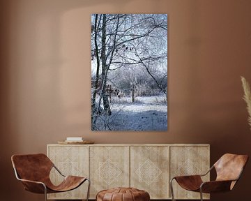 Winter landscape with snow and frost covered birch trees by Martin Köbsch