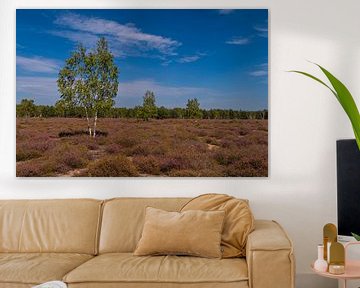 Birch in the heath landscape by Holger Spieker