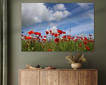 Poppys by Ostsee Bilder